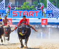 chonburi buffalo race